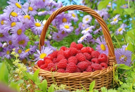 * RASPBERIES * - fresh, raspberies, fruits, nature