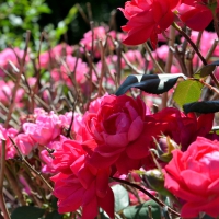 Colorful Rose Bush