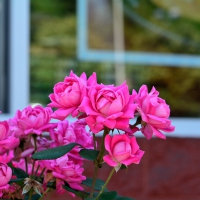 Pink Rose Blossom