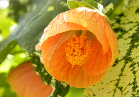 * - flowers, flower, yellow, nature