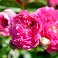 Pink Macro Rose