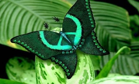 Rare and Beautiful Butterfly - green, butterfly, animals, beautiful