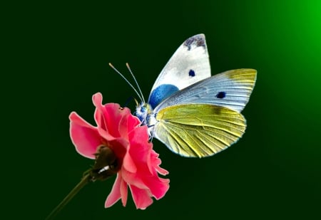 * Butterfly * - nature, butterfly, animals, flower