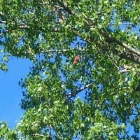 Flying Cardinal