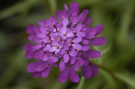 * Violet ...* - nature, flowers, violet, flower