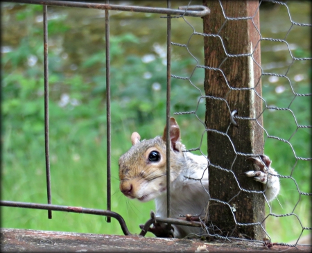 Beautiful Squirrel came to say hi - Squarrel, animal, beautiful, cutey, hello, friend, sweet