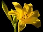 Yellow Lily