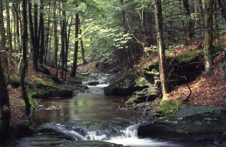 Forest1985_1 - stream, trees, forest, waterfall