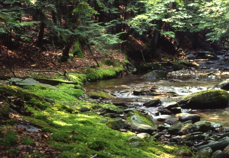 Forest1985_5 - stream, moss, forest, trees