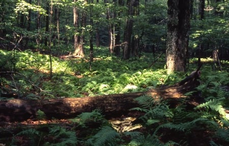 Forest1985_2 - ferns, forest, woods, trees