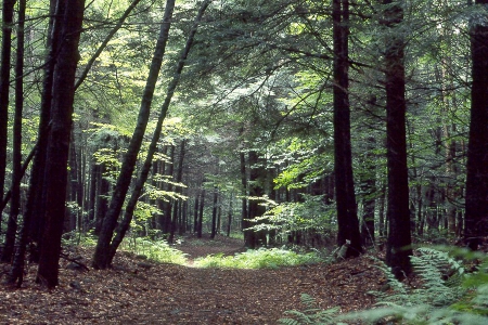 forest1985_3 - leaves, forest, path, trees