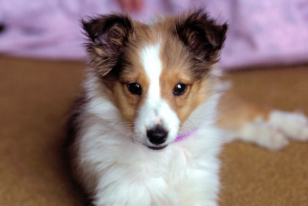 starr_puppy - sheepdog, dog, puppy, sheltie