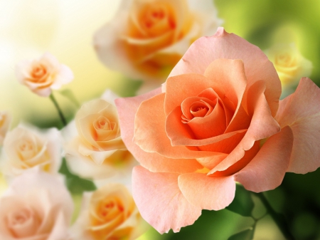 Peach Colored Roses - flowers, roses, nature, colored, peach