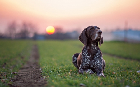 Sunset dog - puppy, animals, lovely, pretty, puppys, beautiful, dog, animal, dogs, sweet, cute