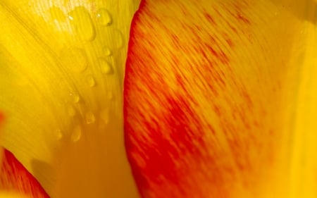 Petals - abstract, yellow, flower, orange, petal, red, water drops, macro, texture