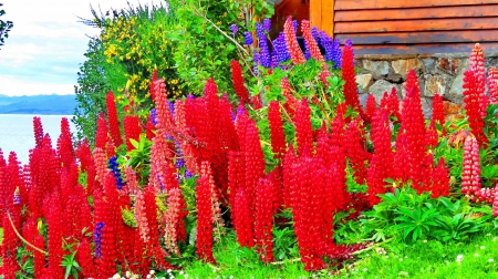 Lupine Beauty - colors of nature, natrue, paradise, flowers paradise, stunning, forces of nature, red, splendor, beauty in nature, flowers, lupine beauty