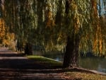 lakeside road in autumn