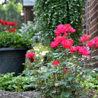 Morning Rose Scenery