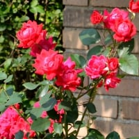 Rosy Red Roses