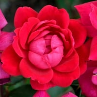 Blooming Red Rose