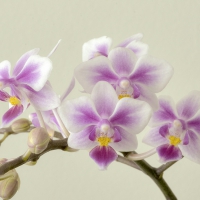 Orchids