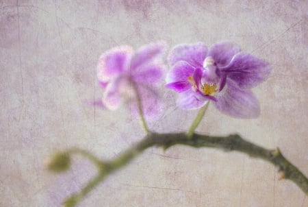 Orchids - orchids, flowers, flower, orchid