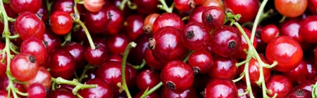 Red Currant - hd, currant, abstract, red, red fruit, fruit