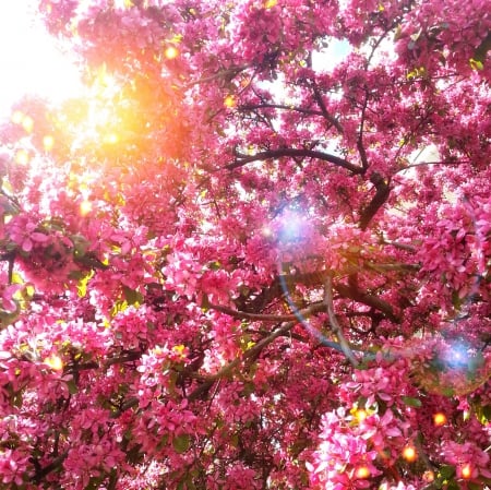 coloured by nature - Pink, rays, tree, sun