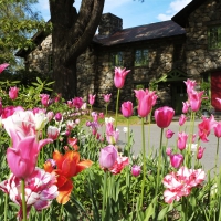 Backyard Flowers