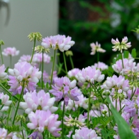 Pretty Little Posies