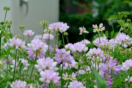 Pretty Little Posies - blue flowers, purple flowers, pastel flowers, pretty flowers, Pretty Little Posies