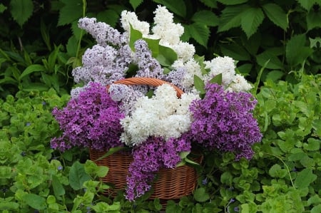 * Lilacs * - flowers, flower, nature, lilacs