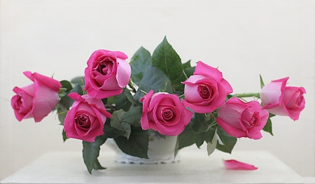 * Simple beauty * - flower, roses, pink, flowers, nature