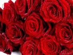 Red Roses