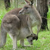 Kangaroo and joey