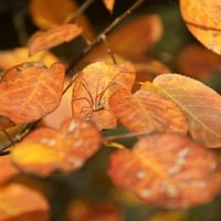 Autumn Leaves and Spider