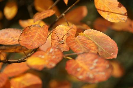 Autumn Leaves and Spider - longlegged spider, closeup, autumn leaves