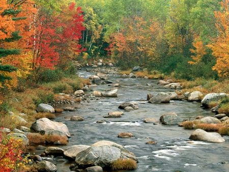 Streams of Colour - stream, autumn trees, new hampsire, rocks