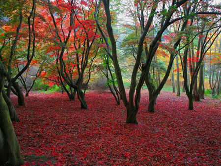 Carpet of Leaves - united kingdom, autumn colours, trees, leaves