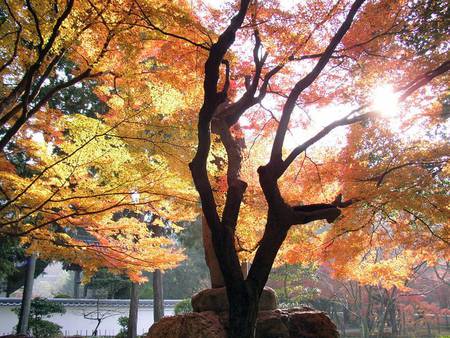 Leaves of Golden - golden leaves, trees, autumn colours