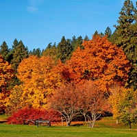 Golden Autumn Colours