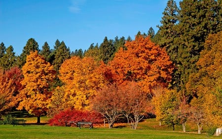 Golden Autumn Colours - autumn colours, lawn, trees