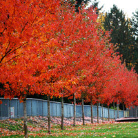 Row of Trees