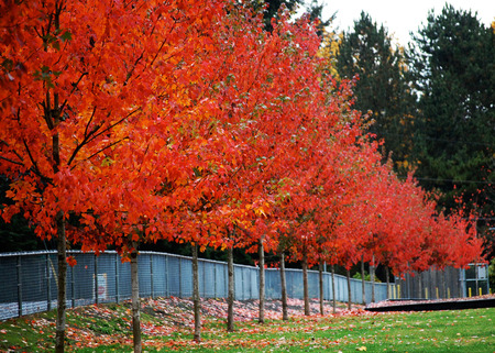 Row of Trees - autumn colours, trees, fencing, grass