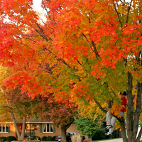 Neighbourhood Trees