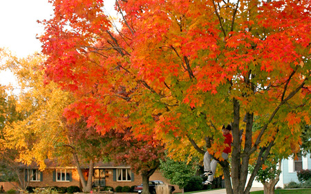 Neighbourhood Trees - trees, autumn colours, housing