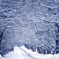 Snowy Maple Trees