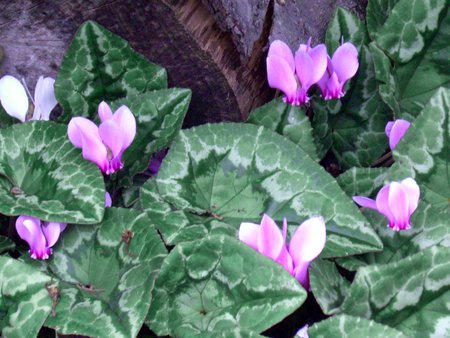 Pink Cyclamen - pink cyclamen, flowers, garden