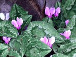 Pink Cyclamen