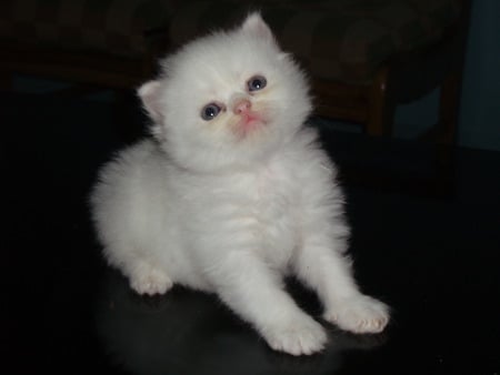 my cat jojo - cute, adorable, white, kitten